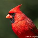 7704 Northern Cardinal (Cardinalis cardinals)