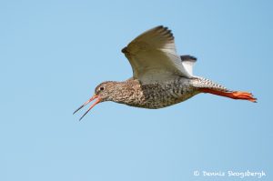 7705 Common Redshank (Tringa totanus)