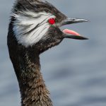 7669 White-tufted Falkland Grebe (Rollandia rolland)