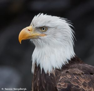 7761 Bald Eagle