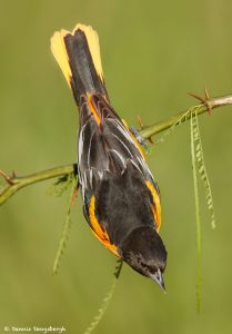 7707 Baltimore Oriole (Icterus galbula)