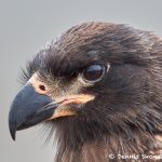 7670Striated Caracara (Phalcoboenus australis)