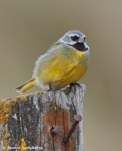 7668 White-bridled (Canary-winged) Finch (Melanodera melanodera)