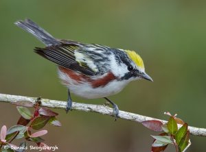 7710 Chestnut-sided Warbler (Setophaga pensylvanica)