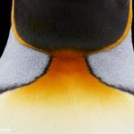 7663 King Penguin, Falkland Islands