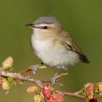 7711 Red-eyed Vireo (Vireo olivaceus)