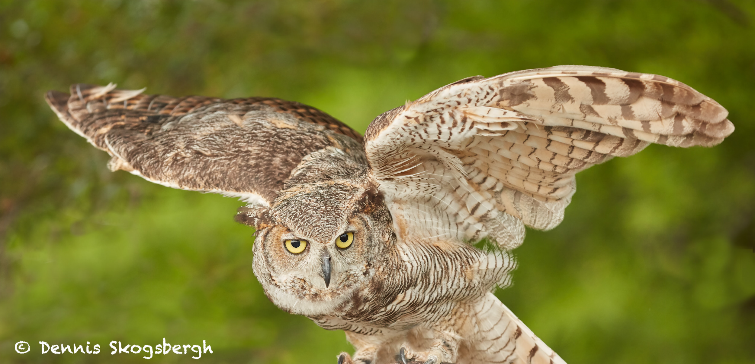 7712 Great Horned Owl (Bubo Virginianus) - Dennis Skogsbergh ...