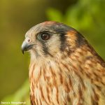 7713 American Kestrel (Falco spaeverius)