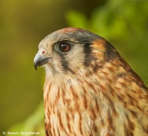 7713 American Kestrel (Falco spaeverius)