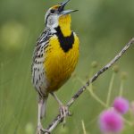 7714 Western Meadowlark (Sturnella neglects)