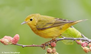 7717 Yellow Warbler (Setophaga petechia)