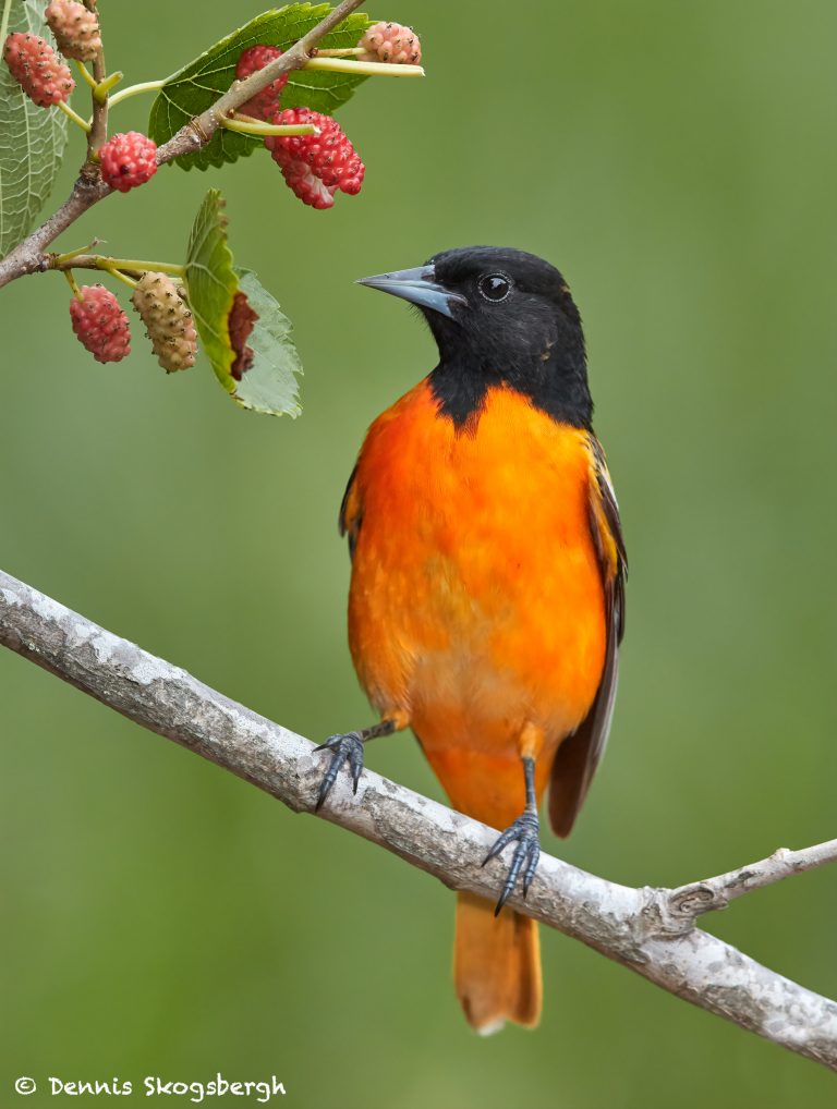 7719 Male Baltimore Oriole Icterus Galbula Dennis Skogsbergh