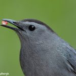 7721 Gray Catbird (Dumetella carolinensis)