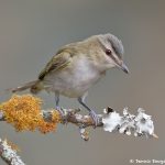 7722 Red-eyed Vireo (Vireo olivaceus)