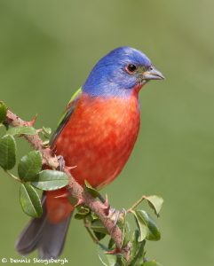 7724Painted Bunting (Passerina ciris)