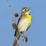 7757 Dickcissel (Spiza americana)