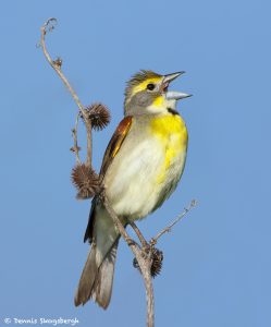 7757 Dickcissel (Spiza americana)