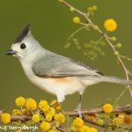 7726 Black-crested Titmouse (Baeolophus atricristatus)