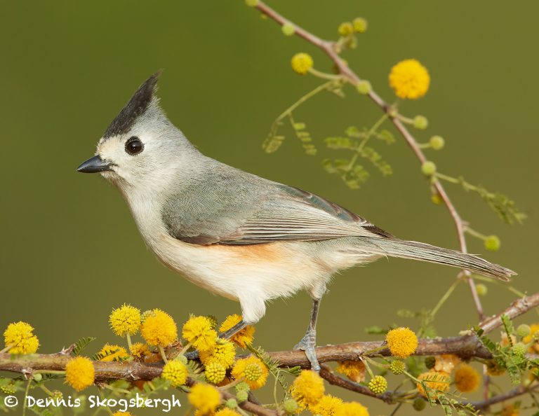 7726 Black Crested Titmouse Baeolophus Atricristatus Dennis