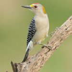 7727 Male Golden-fronted Woodpecker (Melanerpes aurifrons)