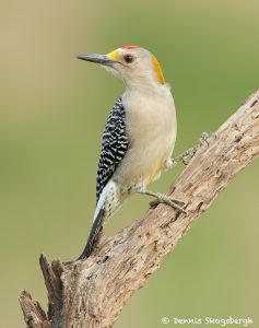 7727 Male Golden-fronted Woodpecker (Melanerpes aurifrons)