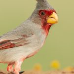 7728 Pyrrhuloxia (Cardinalis sinuatus)