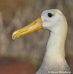 7733 Waved (Galapagos) Albatros (Phoebastria irrorata)