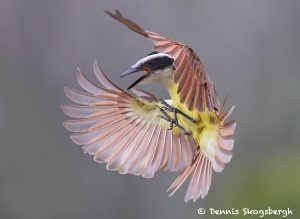 7734 Great Kiskadee (Pitangus sulphuratus)