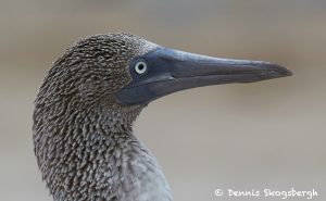 7739 Blue-footed Booby (Sula nebouxii)