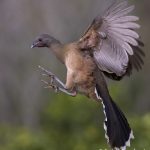 7742 Plain Chachalaca (Ortalis vetula)