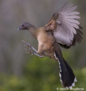 7742 Plain Chachalaca (Ortalis vetula)