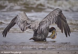 7758 Brown Pelican (Pelicanus occidentalis)
