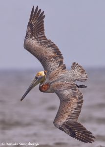 7759 Brown Pelican (Pelicanus occidentalis