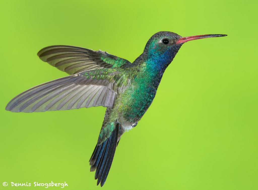 7687 Male Broadbilled Hummingbird (Cynanthus latirostris) Dennis Skogsbergh PhotographyDennis