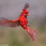 7744 Male Northern Cardinal (Cardinalis cardinalis)