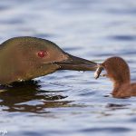 7745 Great Northern (Common) Loon (Gavia immer)