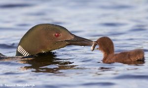 7745 Great Northern (Common) Loon (Gavia immer)