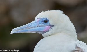 7749 Red-footed Booby (Sula sula)