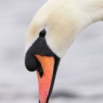 7750 Mute Swan (Cygnus olor)