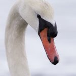 7751 Mute Swan (Cygnus olor)