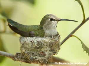 7752 Female Black-chinned Hummingbird (Archilochus alexandri)