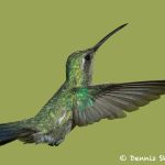7754 Female Broad-billed Hummingbird (Cyanthus-latirostris)