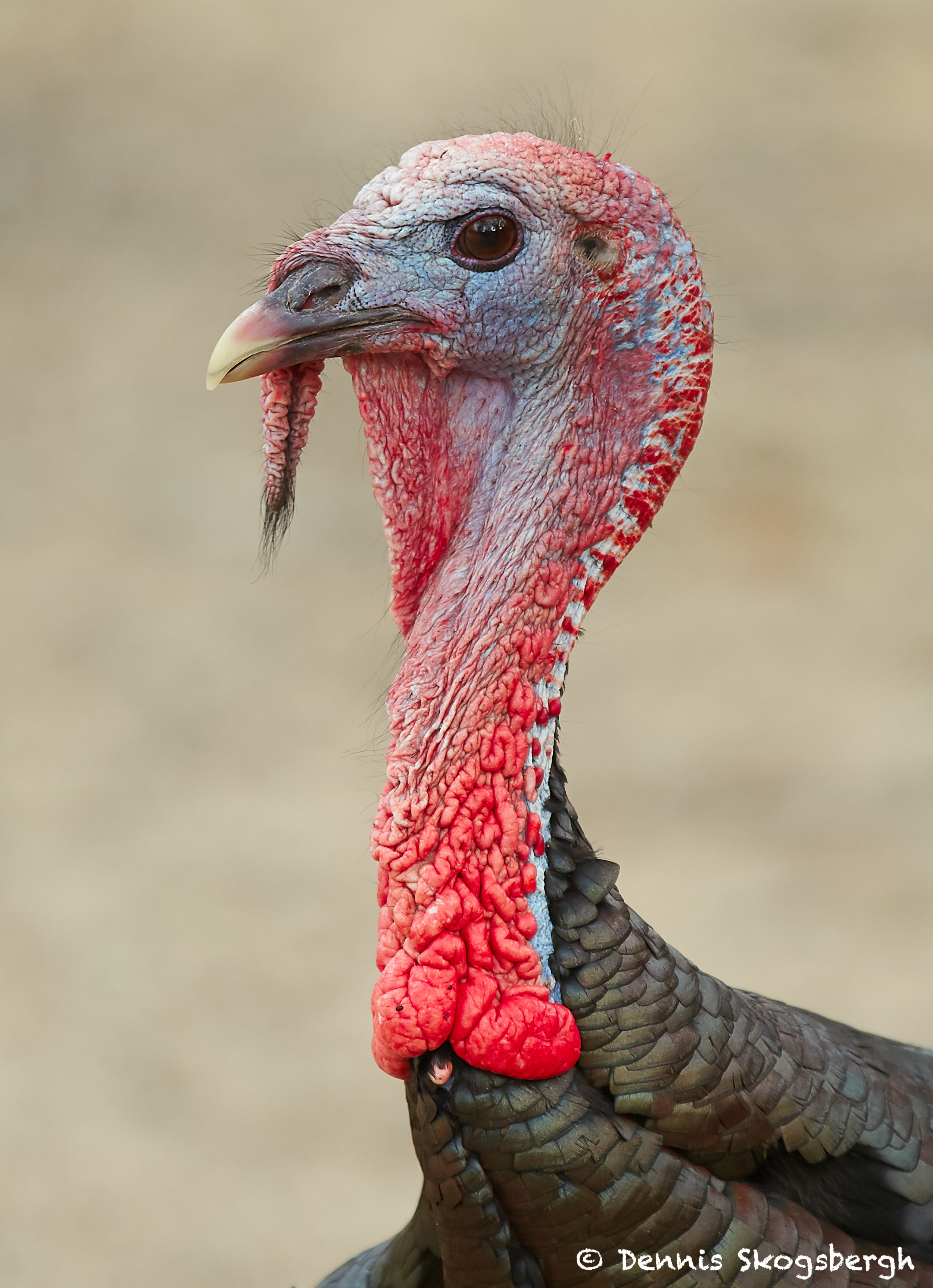7753 Wild Turkey (Meleagris gallopavo) - Dennis Skogsbergh PhotographyDennis ...2500 x 3452