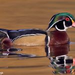 7755 Male Wood Duck (Aix sponsa)