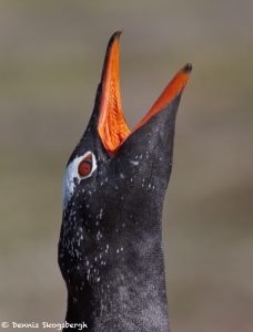 7674 Gentoo Penguin (Pygoscelis papua)
