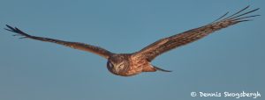 7678 Northern Harrier (Circus cyaneus)