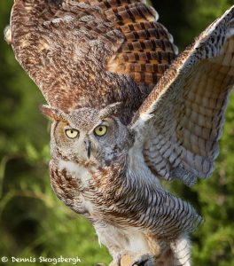 7672 Great Horned Owl (Bubo virginianus)