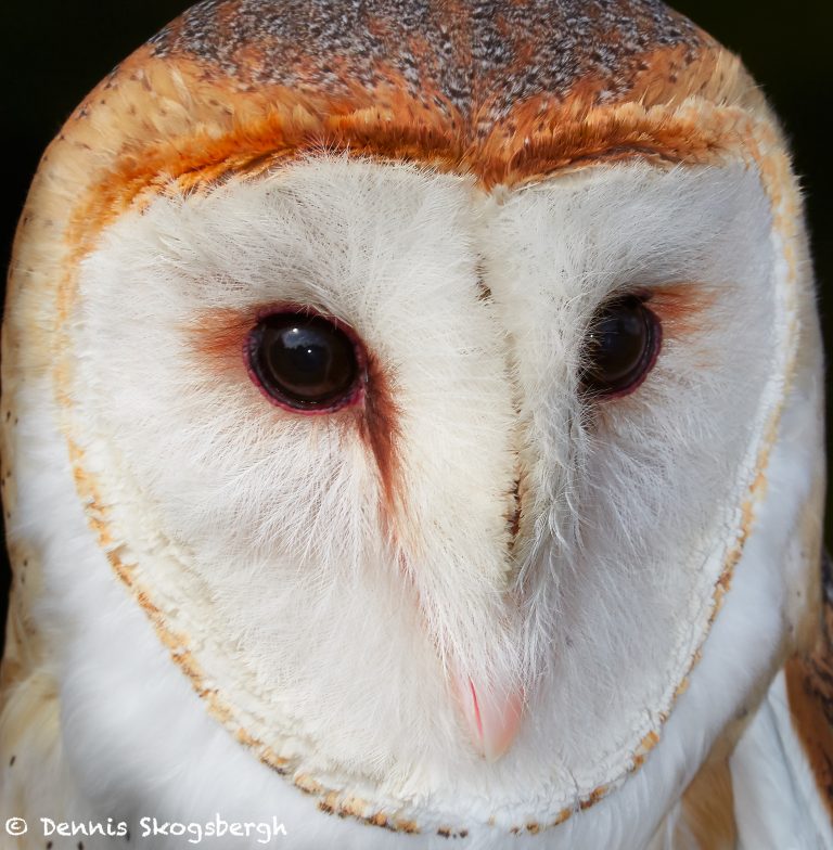 7673 Barn Owl (Tyto alba) Dennis Skogsbergh PhotographyDennis