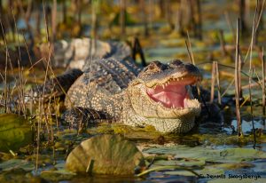 7731 American Alligator, Anahuac NWR, Texas