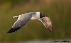 7742 Laughing Gull (Leucophaeus atricilla), San Luis Pass, Galveston, Texas